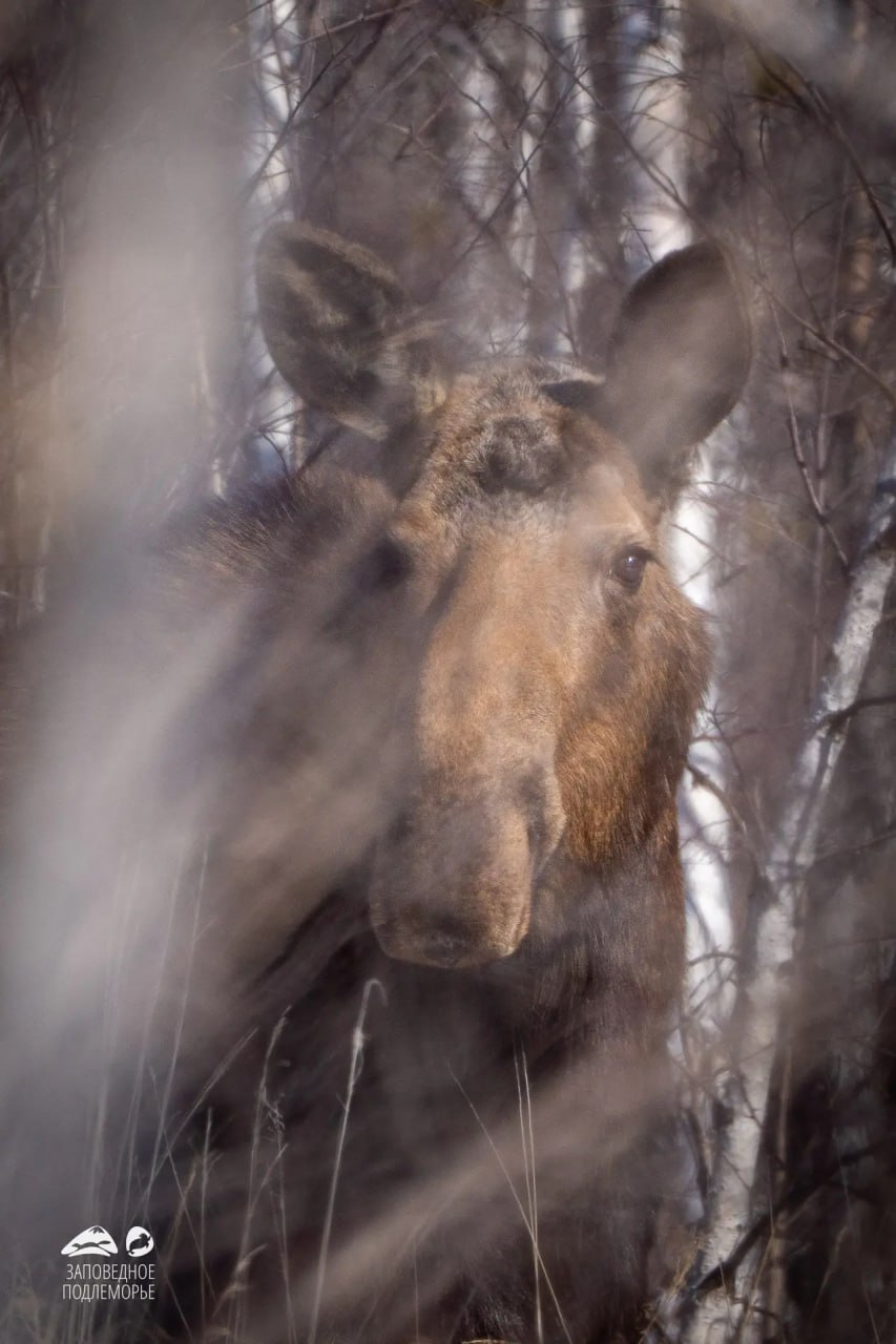 Очаровательная лосиха подглядывала за фотографом в Забайкальском нацпарке