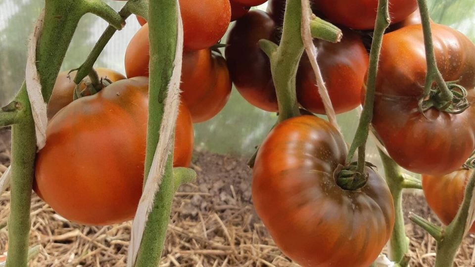 ������ ����� ���� ����� ���������� ��������� �����������: ����� ����������� ��� ������ �������