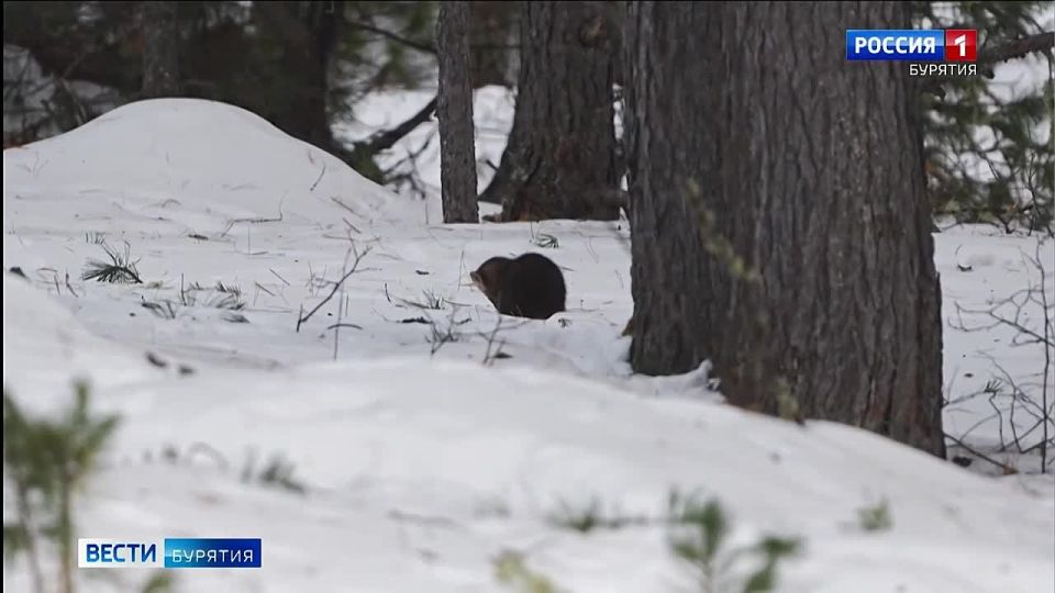 �� ������� ���� ����� �������� ���������� �������-���������������� �����