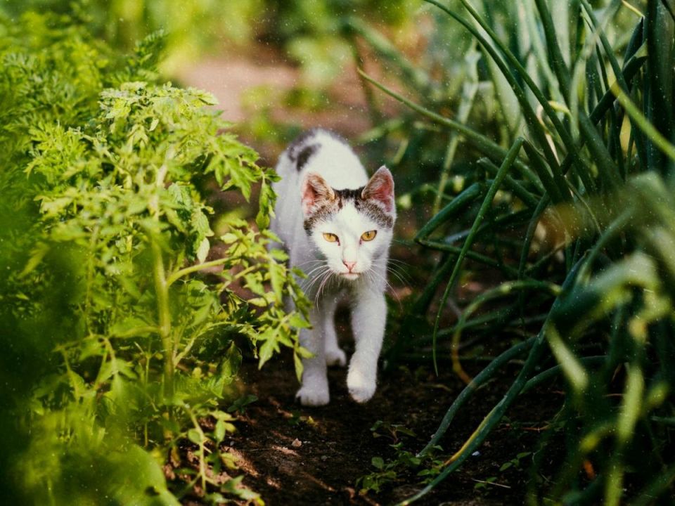 ��� �������� ���� ���� �� ����������� �����-����� � ������� ��������� ��������