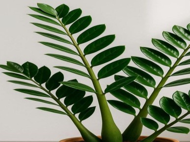 Долларовое дерево: символ удачи и процветания в вашем доме