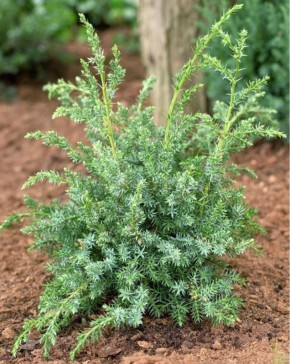 ������������ ��� �����: ��� �������� ���� ��� ���������� �������