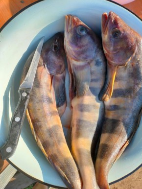 Как насчет копченого окуня? Идеальный рецепт для летнего отдыха