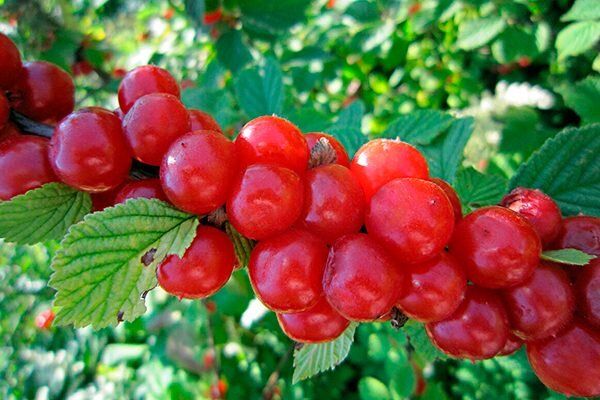 ����� ������: ������ ���� ���� �������� ������������ ����� ���������