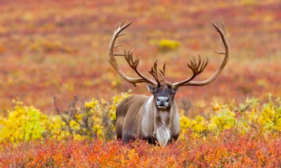 ������: ��� ����� ������� ����������� � ���������� ������