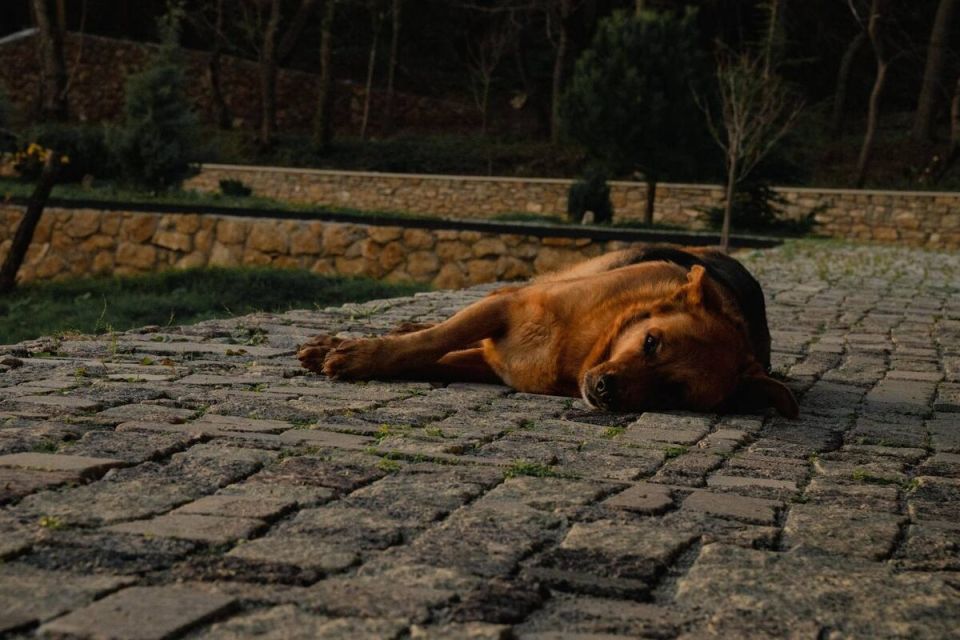 ���� ������ Uppa Store � ����������� ���: ���� �������