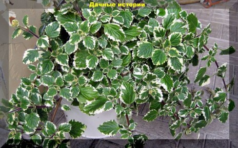 ��������� �������� ��� ����� ������� �����: �������� ��� ���� ����� ��������� ��������