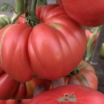 ����� ������� ����: ��������� ���������� ������������ �������������� �������� �����