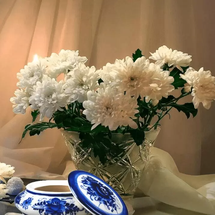 Как правильно укоренить черенки хризантемы: советы и секреты успешного размножения