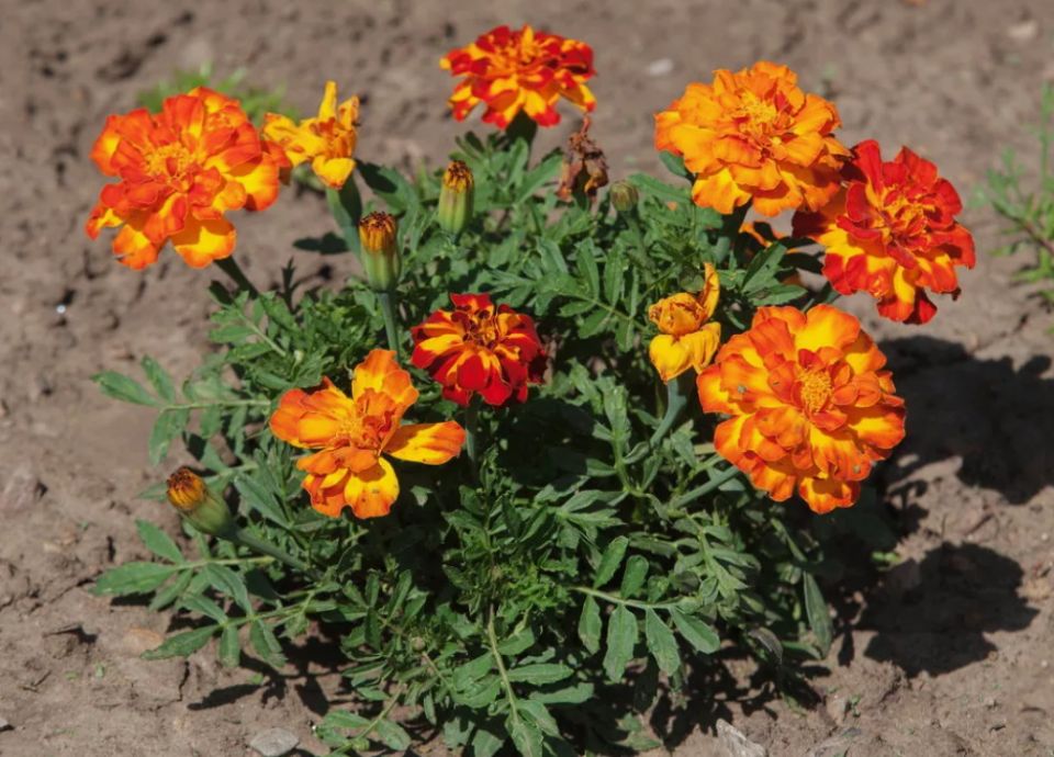 ��������: ����������� ������ ��� ��������� �������