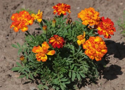 ��������: ����������� ������ ��� ��������� �������