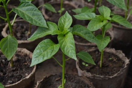 ������ �� �������� ����������� ��� ������� ����� ����������?