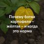 Жёлтая ботва картофеля: когда тревога, а когда радость?