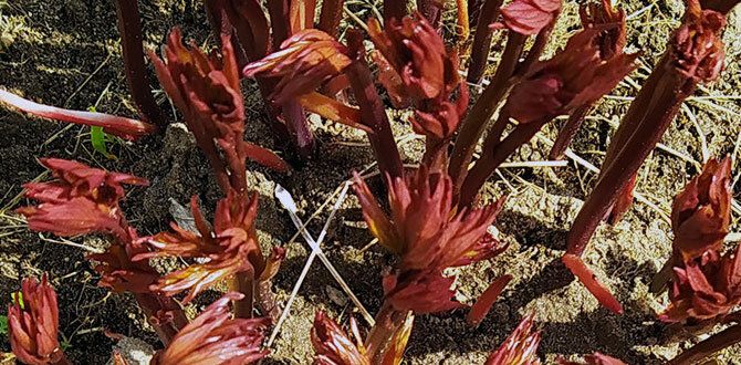 �������� ���� �� �������: ������� ��������� ����