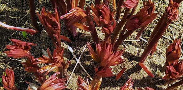 �������� ���� �� �������: ������� ��������� ����