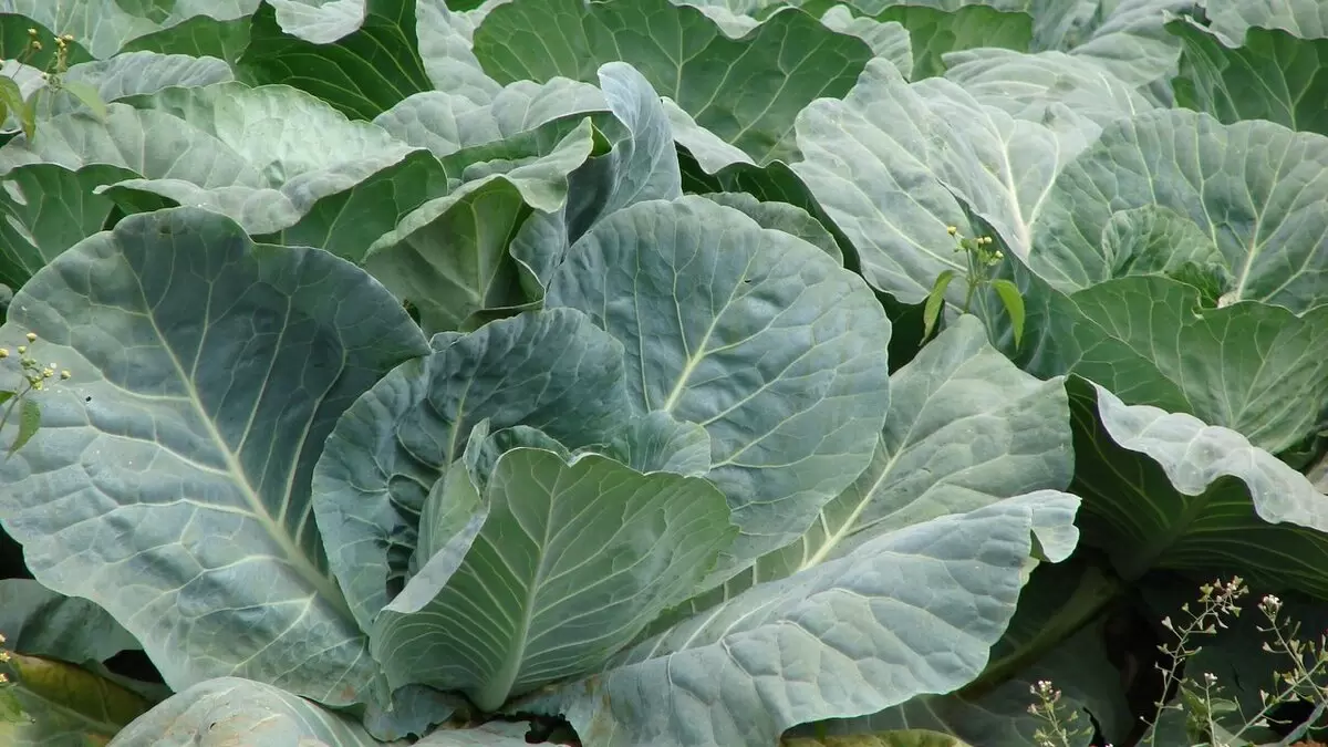 Капуста не завязывается в кочан? Узнайте, как решить эту проблему!