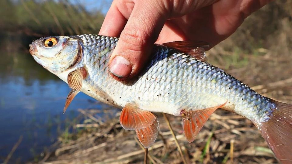 ��� ������� ��������� ������ � ������: ������ �� �������