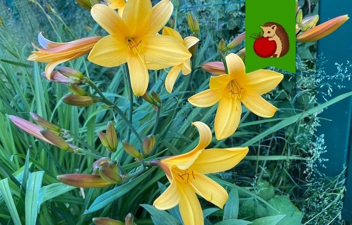 ��� �������� ������ �������� ����������: ���� ������� ������� ��� ��������� �����