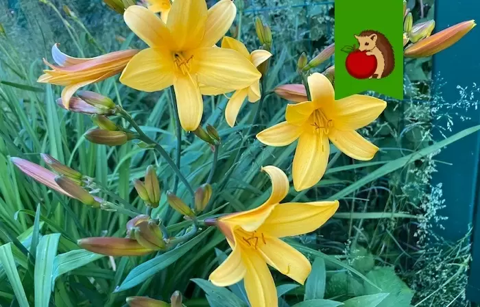 Как добиться яркого цветения лилейников: пять главных условий для успешного роста