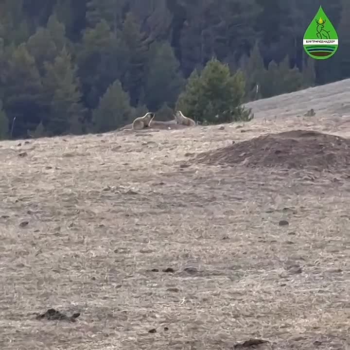 Милота В Бурятии после зимней спячки проснулись тарбаганы