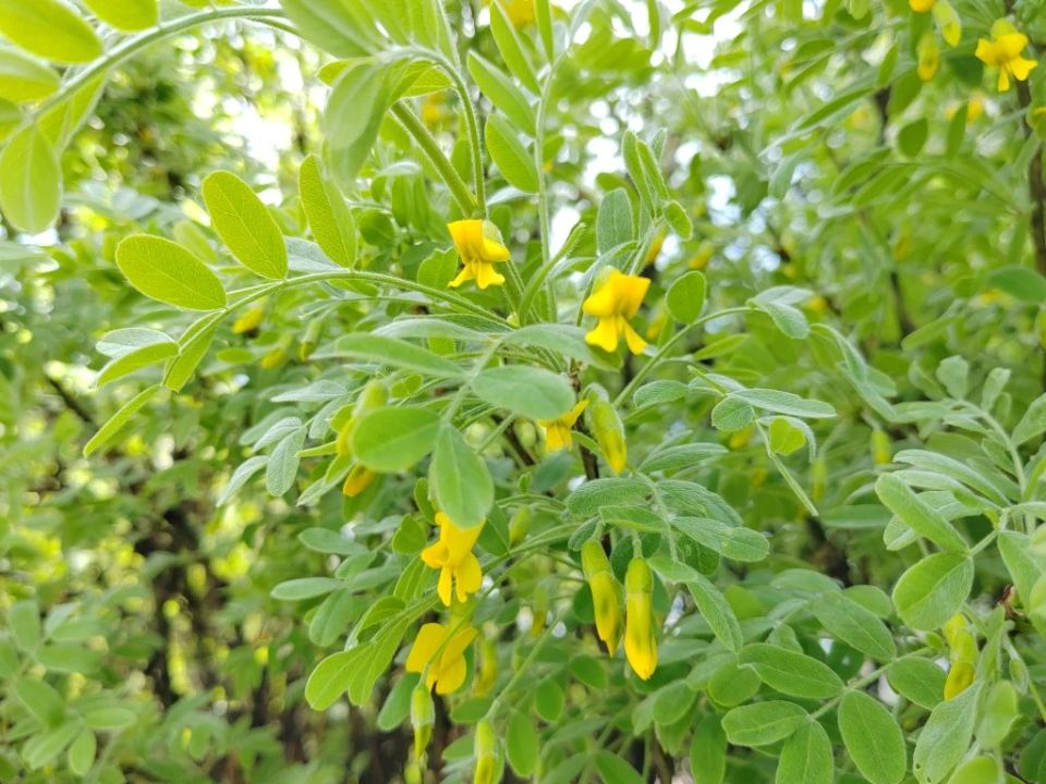 ��� �������� �������� �� ��������