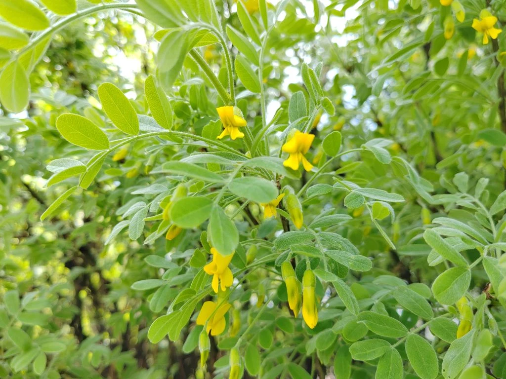 Как отличить простуду от аллергии