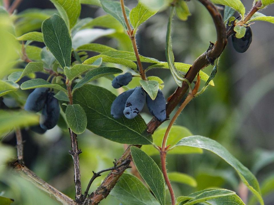 ������� ��������� ����� �� ����������: �������� ������ �� ������� ���������