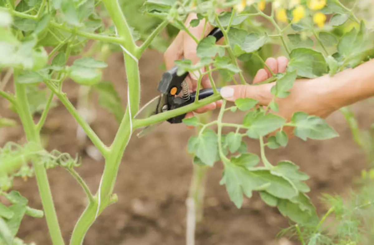 Как правильно обрезать листья томатов: советы для идеального урожая