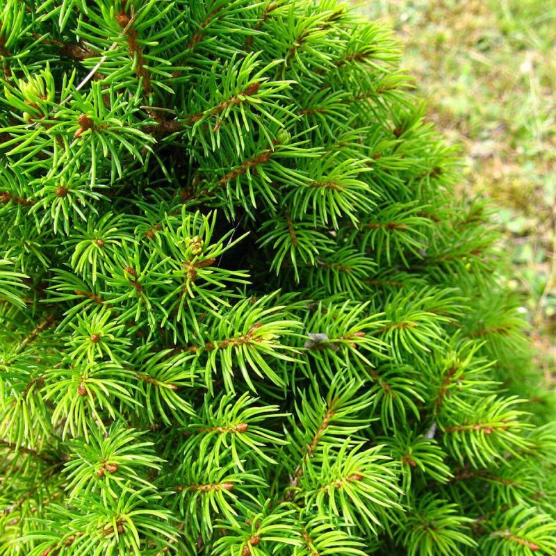 ����� ������� ����� ��������� ������ �������: ����� �� �� ������?