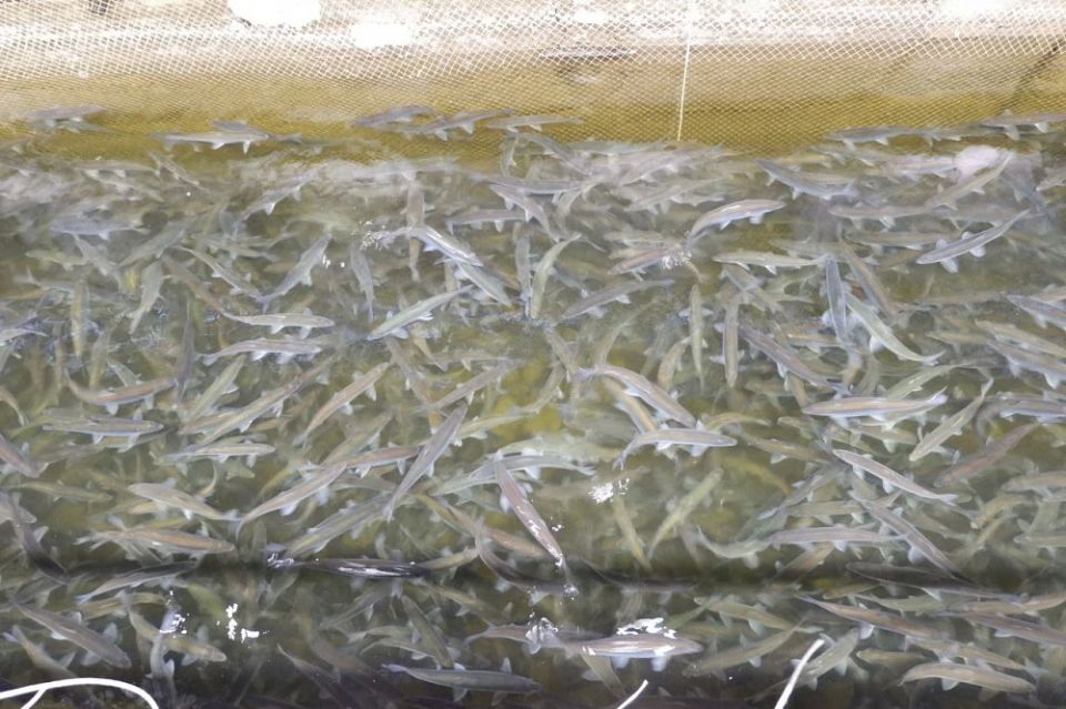 ������� �������� ��������� ��������� � �������������