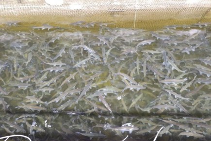 ������� �������� ��������� ��������� � �������������