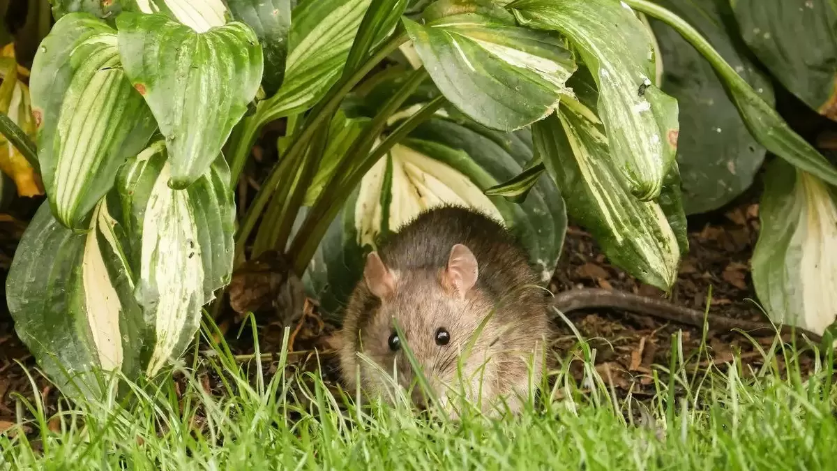 Как отпугнуть мышей и повысить урожай: секреты эффективного озеленения