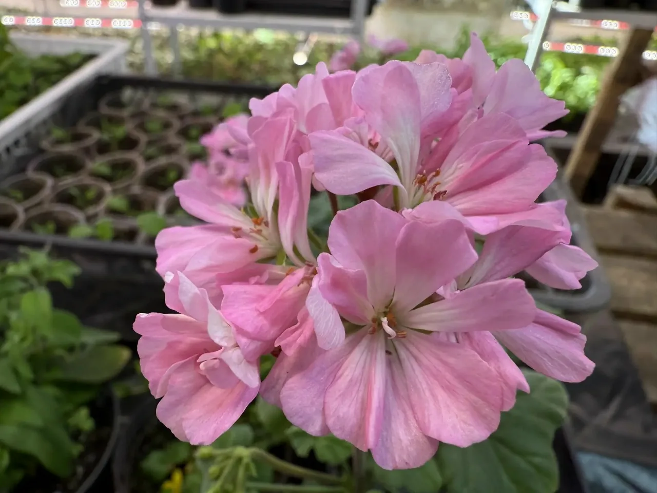 Яркие цвета лета в Улан-Удэ: красота уже ждет в теплицах Яркие цвета лета в Улан-Удэ: красота уже ждет в теплицах