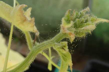 ��� ���������� ���������� � ��������� ������ �� ���� � � �������