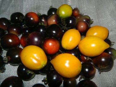 Неповторимые сорта черри томатов для вашего огорода