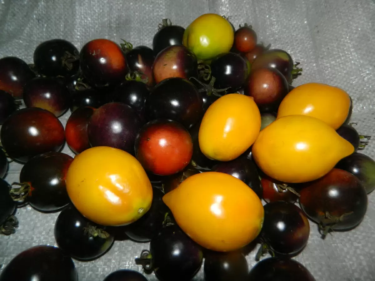 Неповторимые сорта черри томатов для вашего огорода