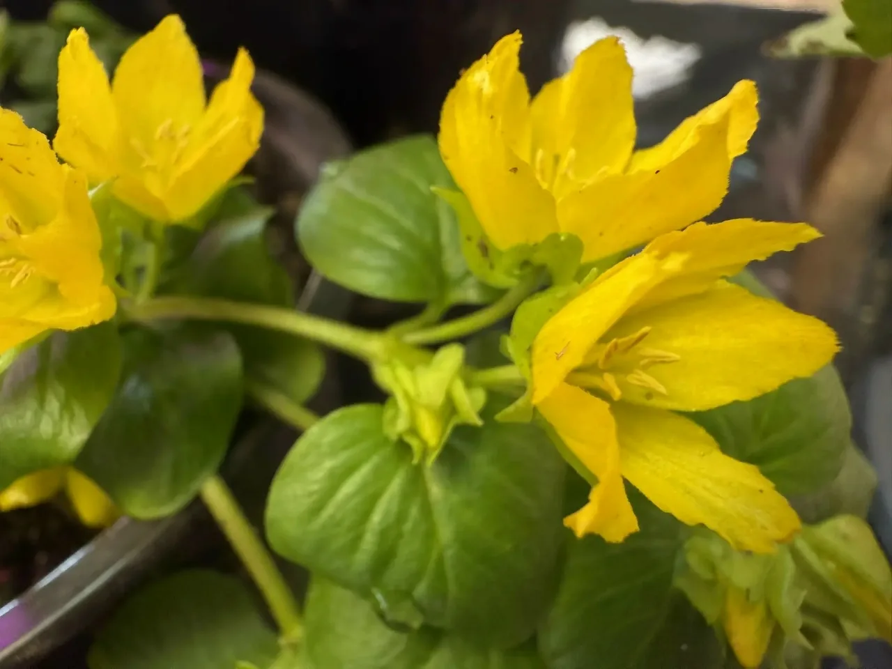 Яркие цвета лета в Улан-Удэ: красота уже ждет в теплицах Яркие цвета лета в Улан-Удэ: красота уже ждет в теплицах