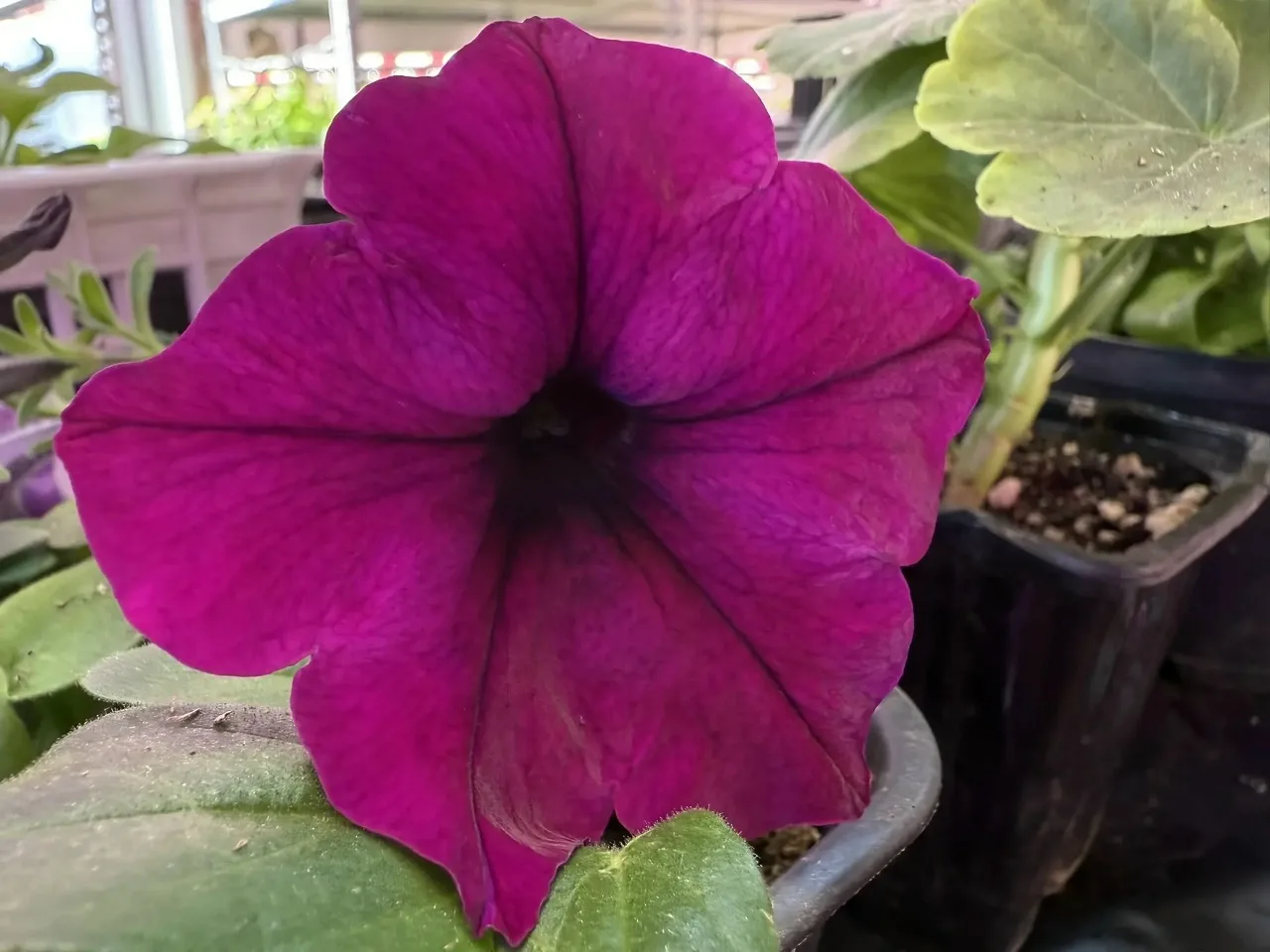 Яркие цвета лета в Улан-Удэ: красота уже ждет в теплицах Яркие цвета лета в Улан-Удэ: красота уже ждет в теплицах