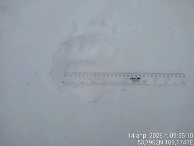 Медведь вышел к сотрудникам нацпарка в Бурятии