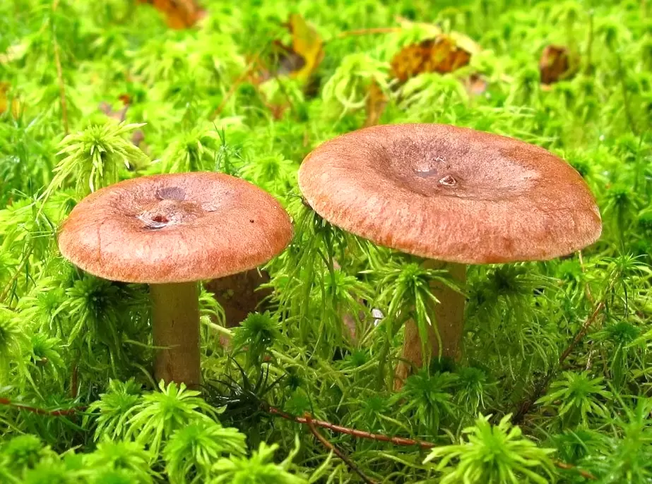 Горькушка: Неприметный гриб с неожиданными возможностями