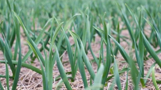 ��� �������� �������� �� �������� �������: ���� �������� ������