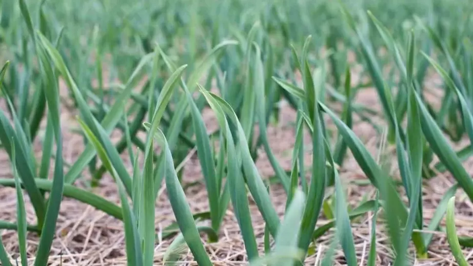 Как избежать желтизны на весеннем чесноке: пять основных ошибок