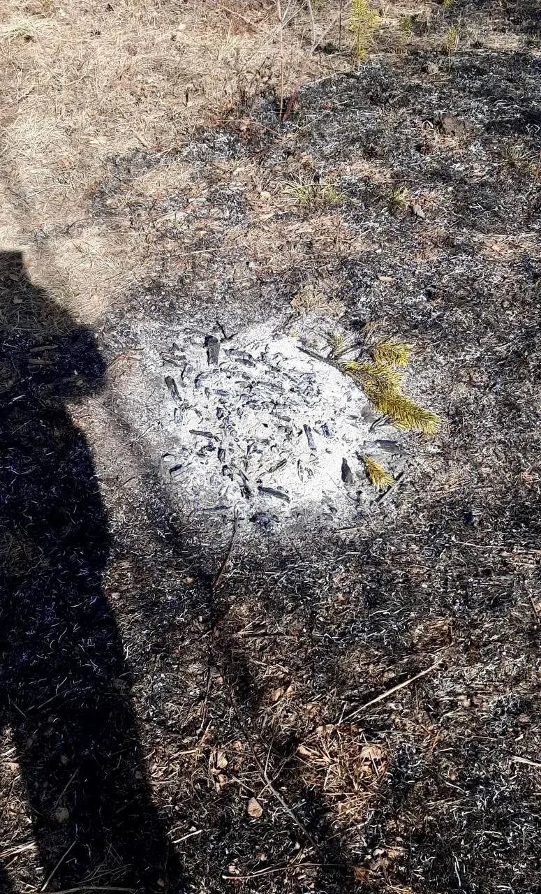 Обед пастухов спровоцировал ландшафтный пожар