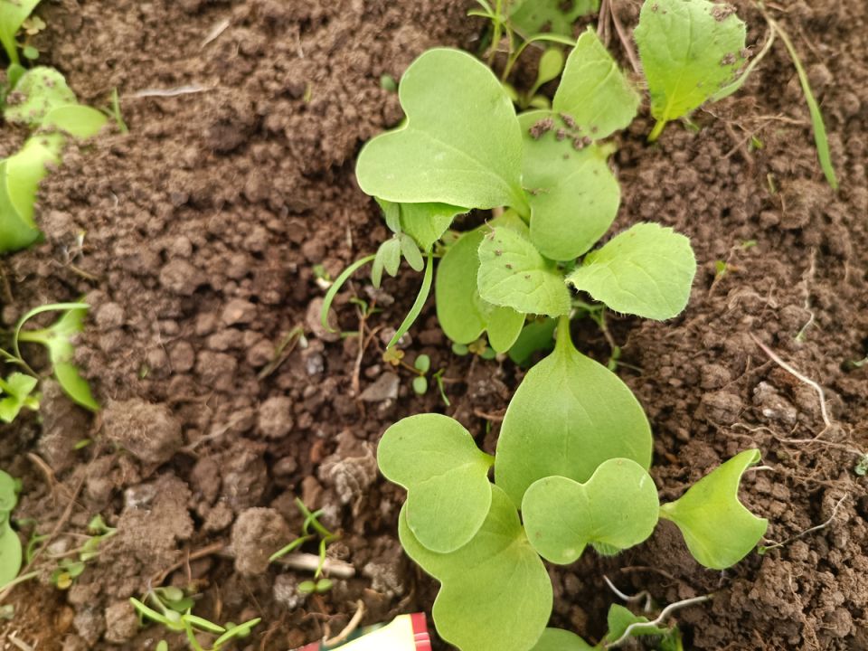 ���������� ���� �������: �������� ������, ������� ��������� ��� �������