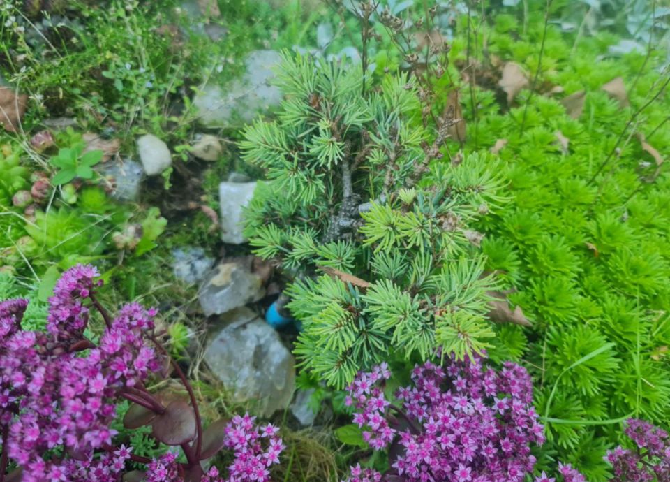 ����������� ��� ��������� �������