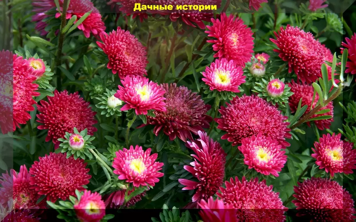 Весна в цветах: лучшие культуры для апрельского посева