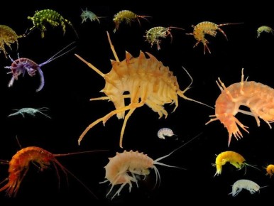 ����������� ������ ��������� � ������ ������� ��������� ����