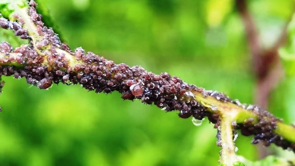 ����������� ������ � ����: ��� ����������� ������� ����� ��� ����