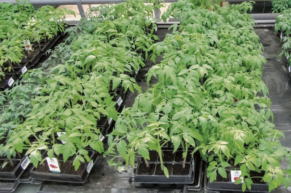 ��� �������� ������� �������: ������� ��������� ����������� ������ � ������