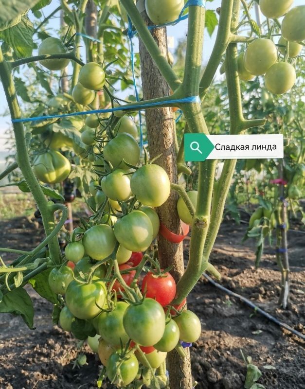 ����� ����� ������� "�����": ���������, �� �����